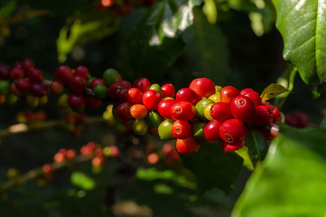 コーヒー豆の生産量国別ランキング 世界1位の国は Drip Pod
