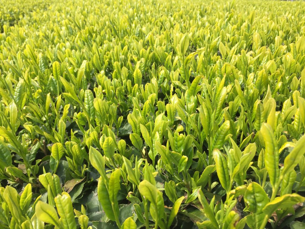 静岡茶草場農法