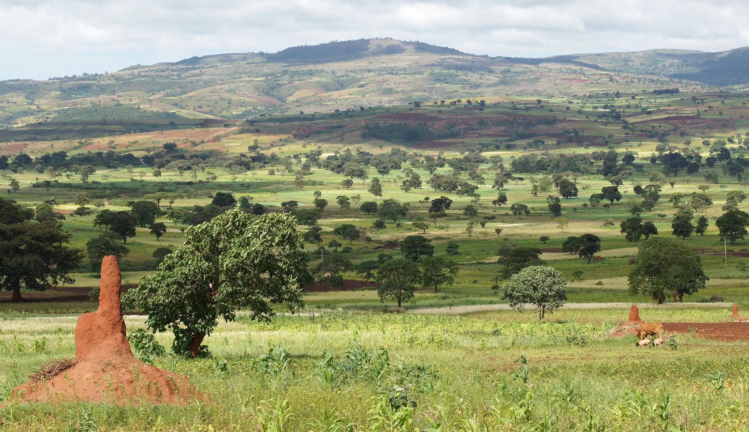 コーヒー産地を訪ねてアフリカ・エチオピア編