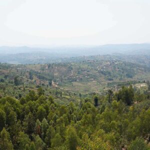 コーヒー産地を訪ねて  ルワンダ フイエマウンテン編