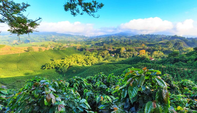 コーヒー産地を訪ねて  南米・コロンビア編