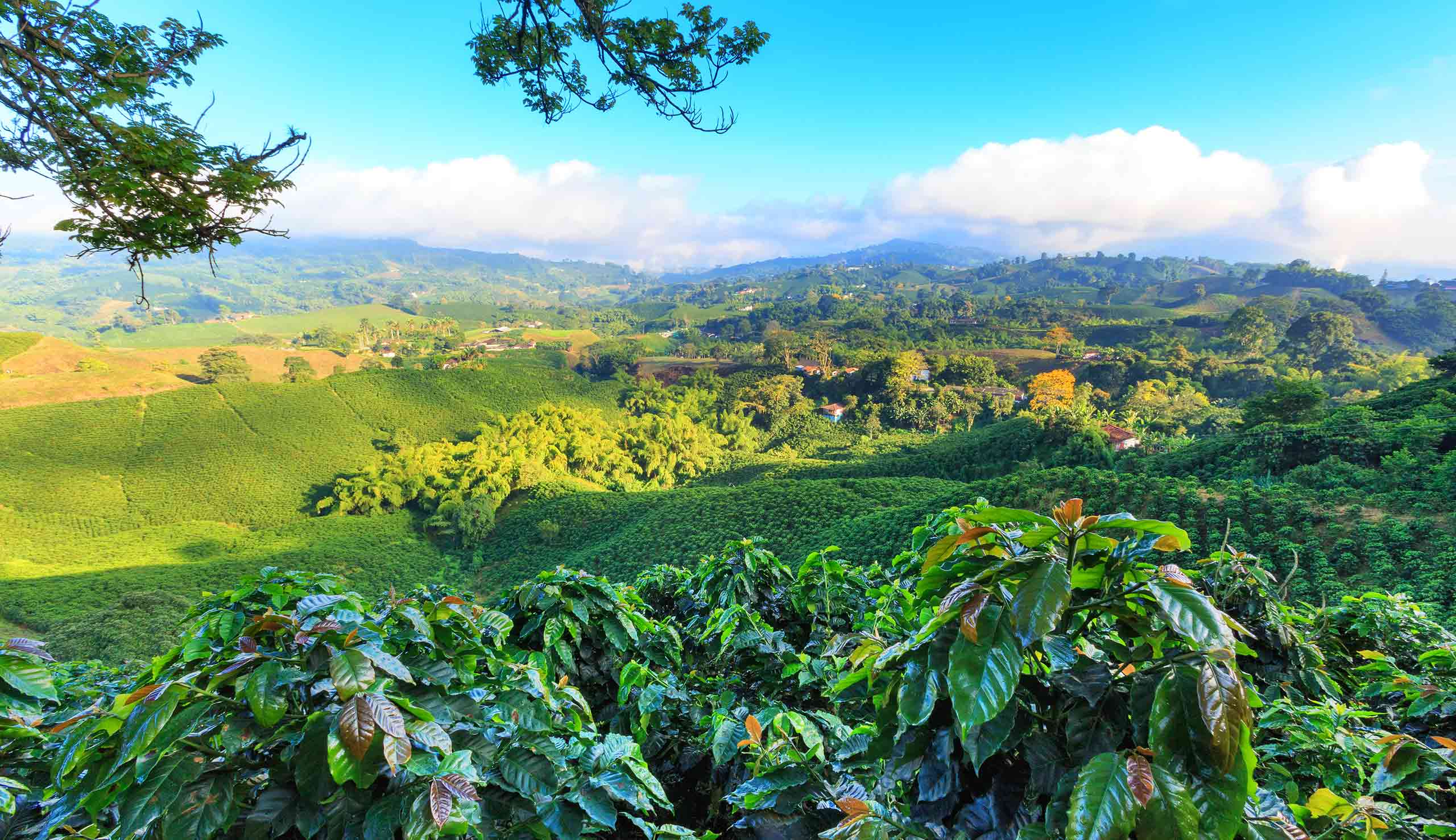 コーヒー産地を訪ねて  南米・コロンビア編