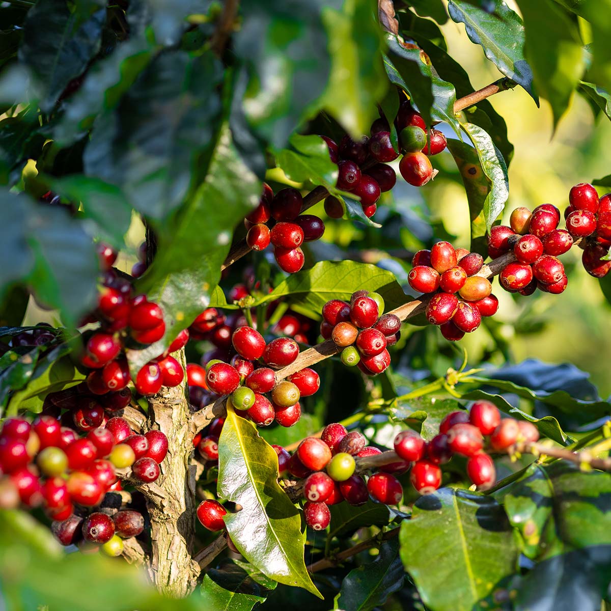 UCCのサステナブルなコーヒー調達への取り組み