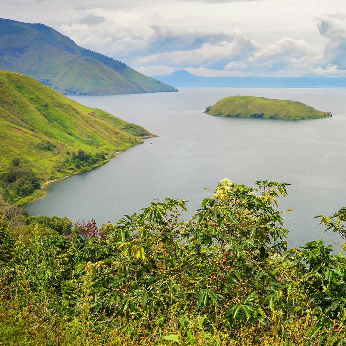 コーヒー産地を訪ねて  インドネシア マンデリン編
