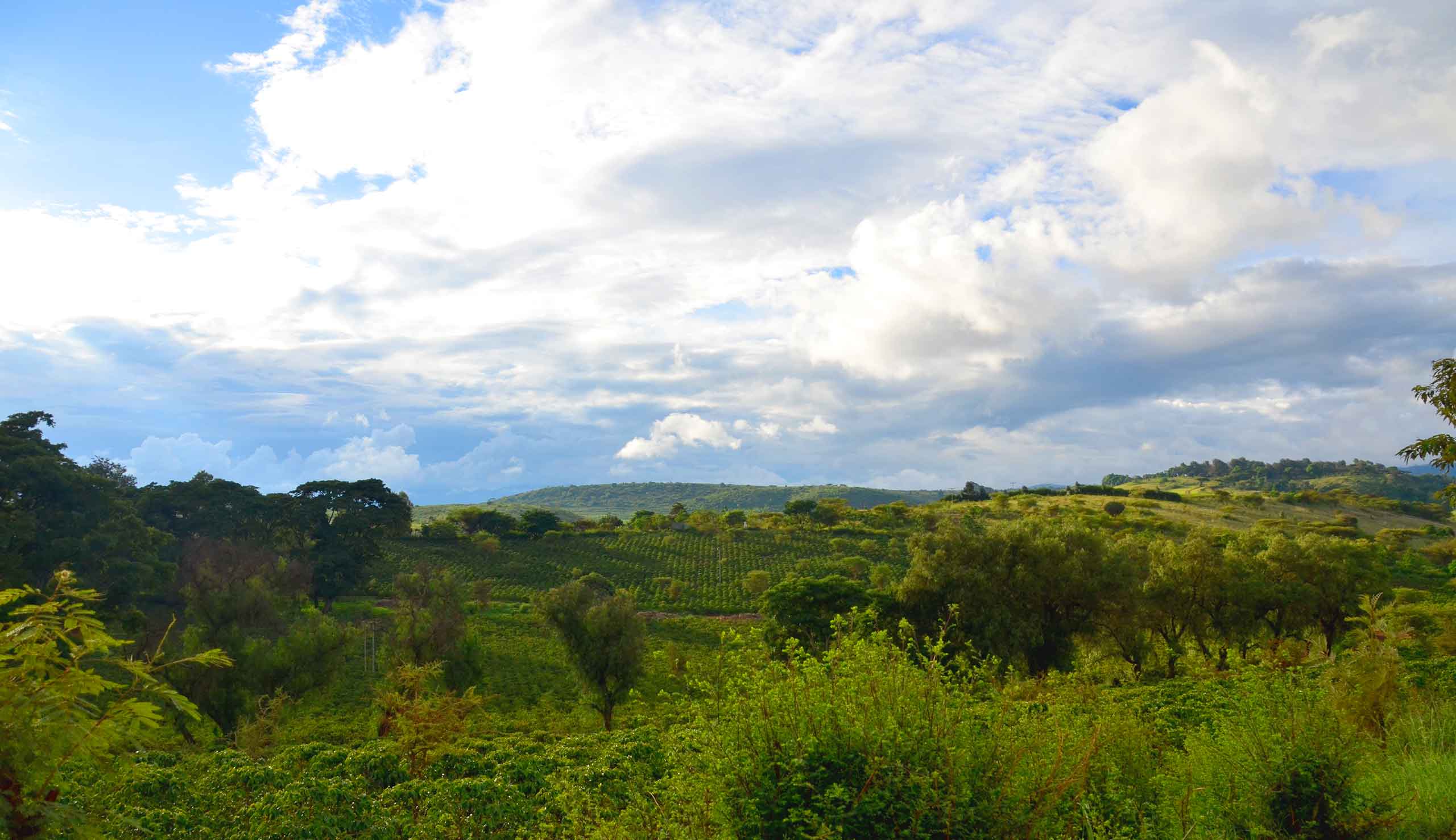 コーヒー産地を訪ねて アフリカ・タンザニア編