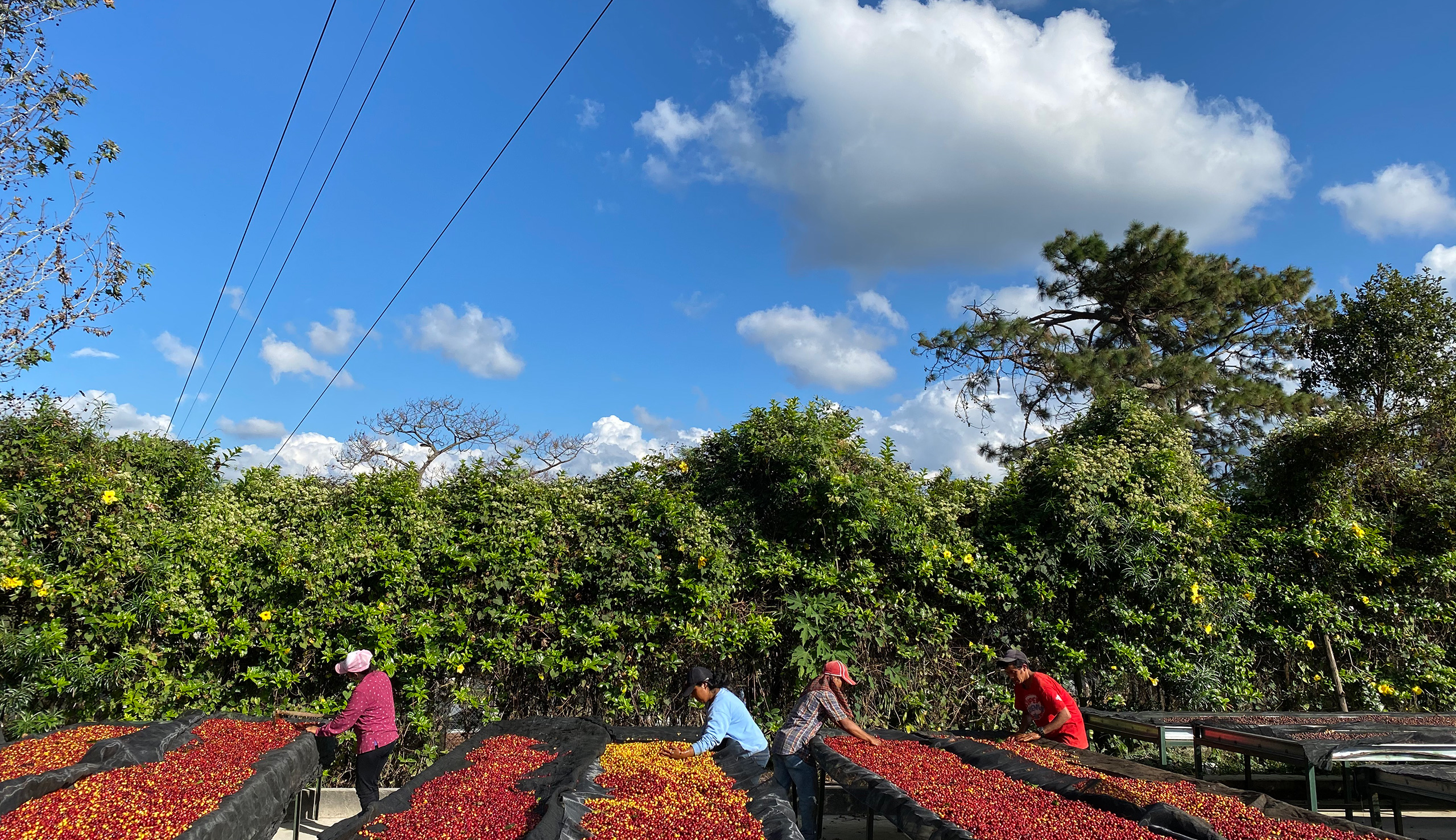 コーヒー産地を訪ねて ホンジュラス エルプエンテ農園
