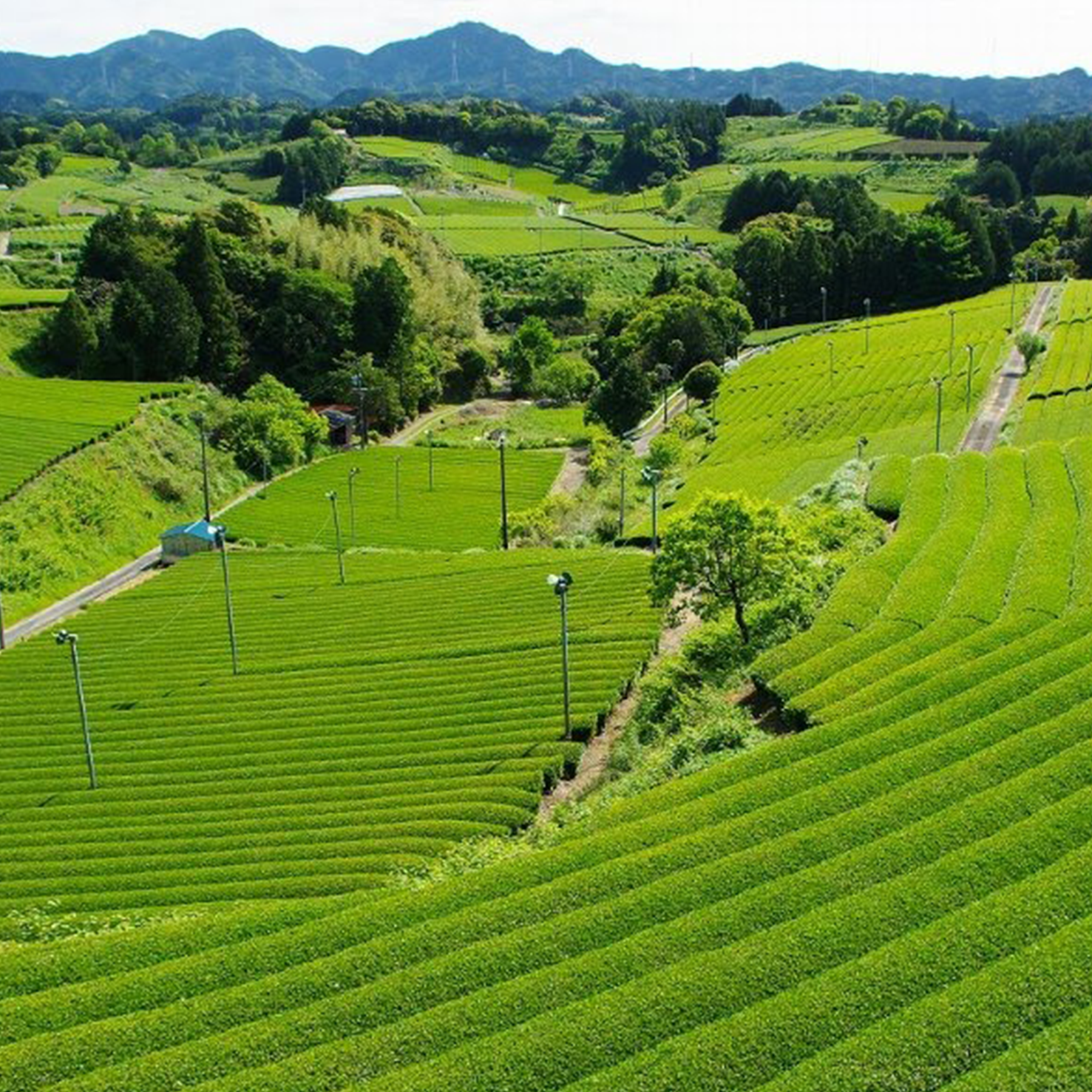 一杯のお茶ができるまで