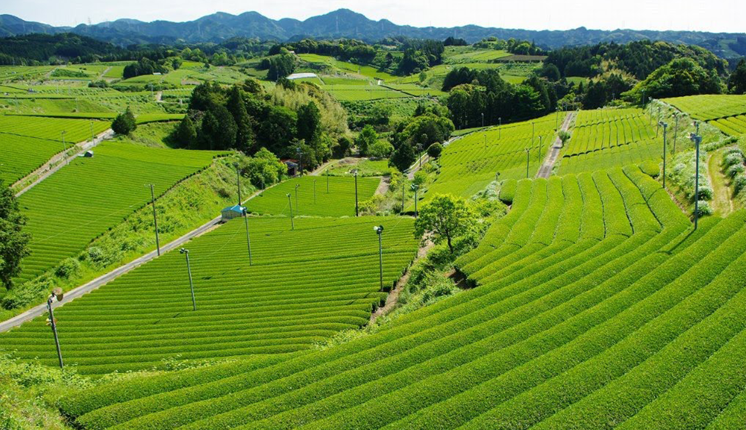 一杯のお茶ができるまで